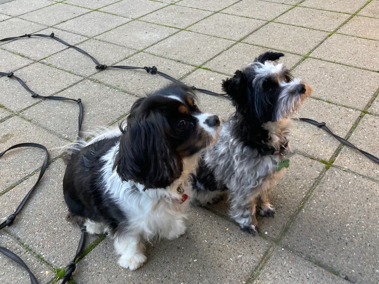 Billede 9 - Cavalier/ Yorkshire terrier 