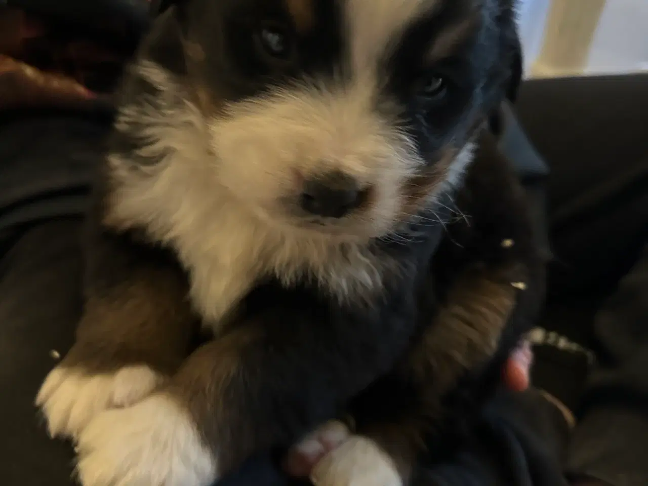 Billede 1 - Sødeste bamser sælges