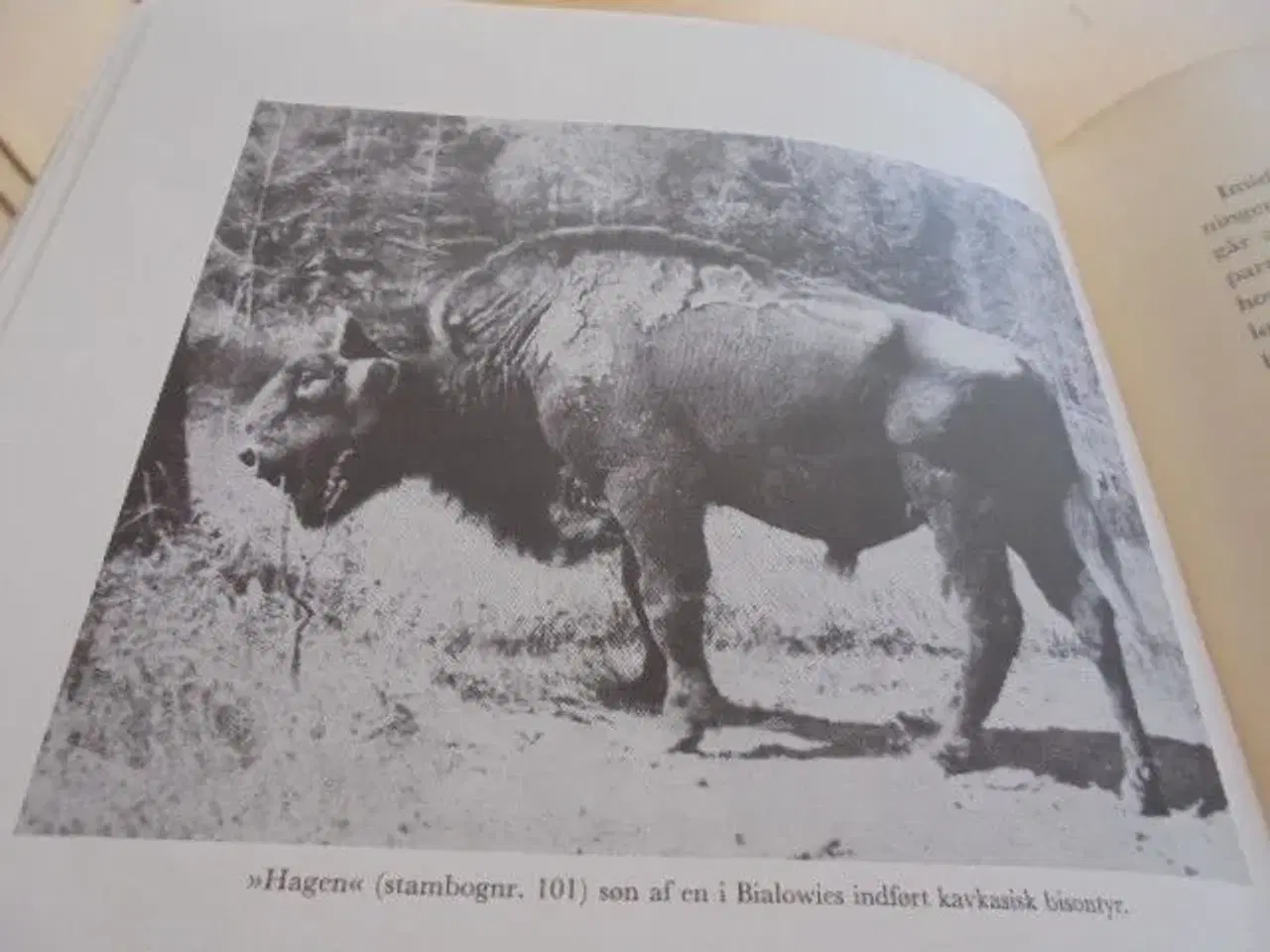 Billede 6 - Fribyttere og kongeligt vildt - gammel vildtbog