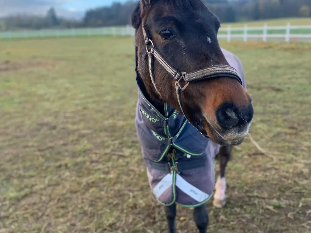 Billede 3 - Fantastisk pony søger part/låner!