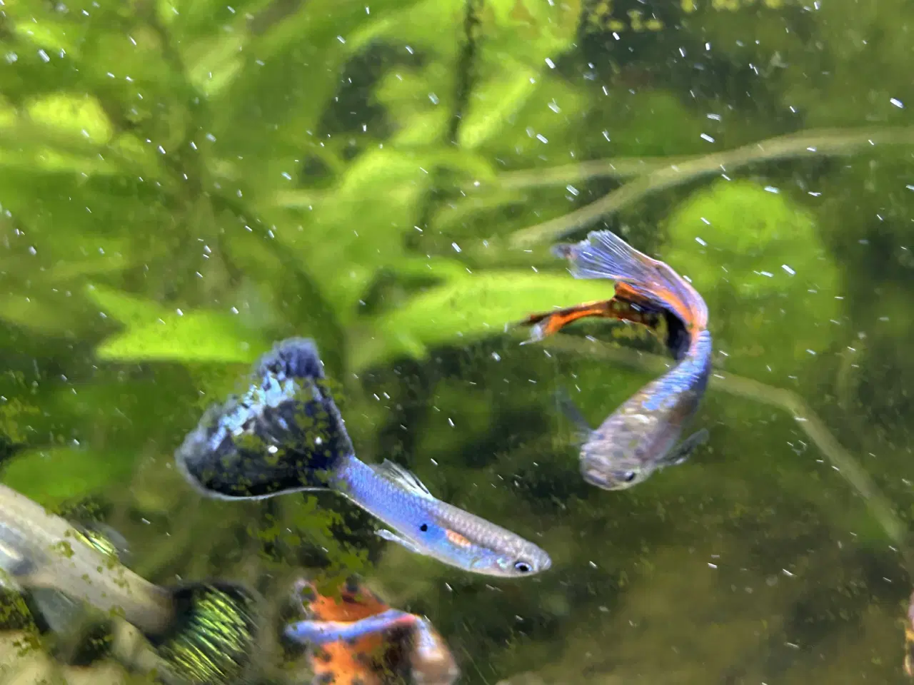 Billede 2 - 🐠 Guppyer  – voksne i flotte farver | Afhentning 