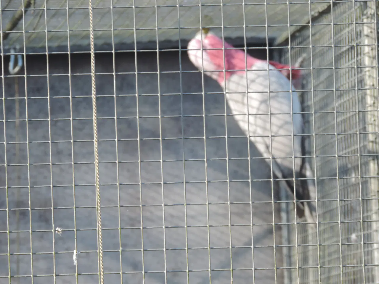 Billede 4 - Rosa Kakadu sælges