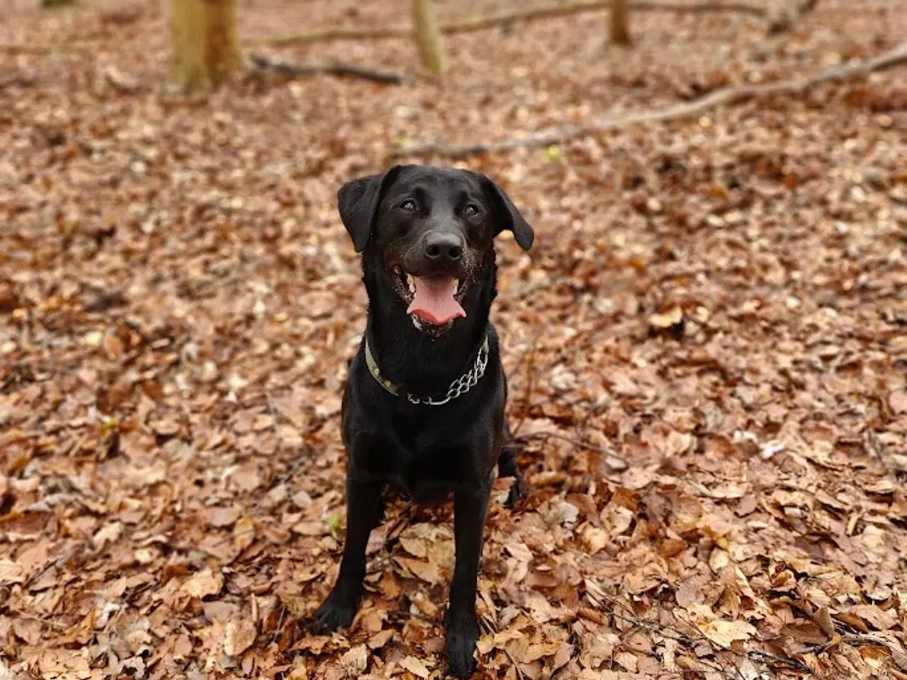 Billede 6 - F1 Labrador udbydes til parring