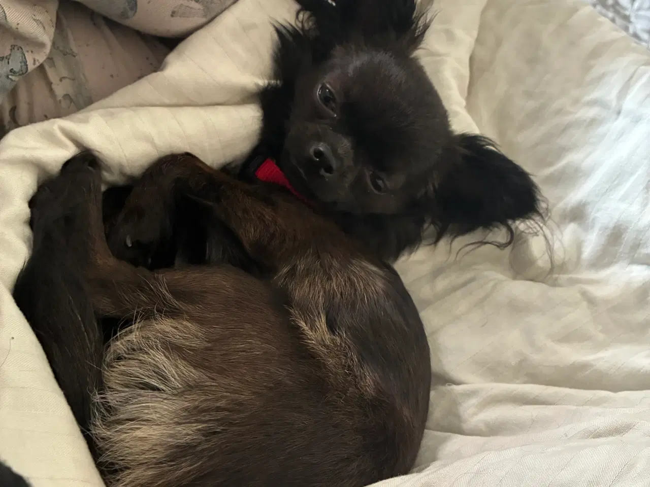 Billede 2 - Chihuahua (langhåret) tæve 