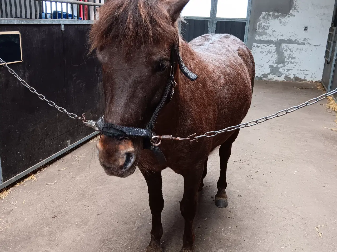 Billede 2 - Fin stor 3'er pony 