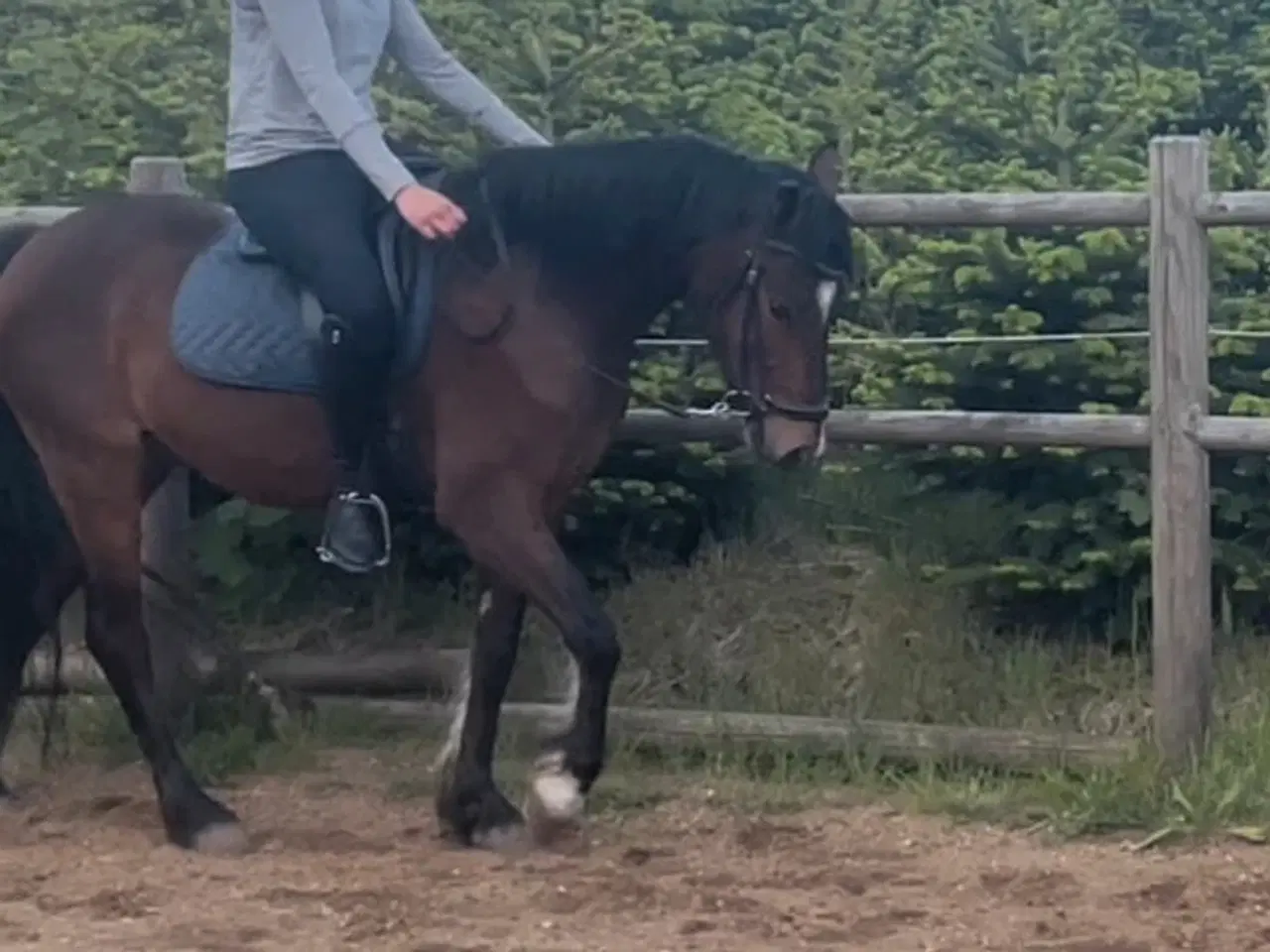 Billede 2 - Skøn Welshpony sælges