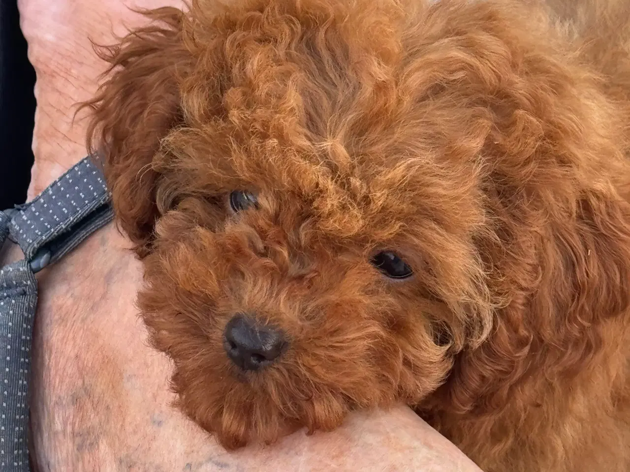 Billede 4 - Maltipoo  få rejseklar 