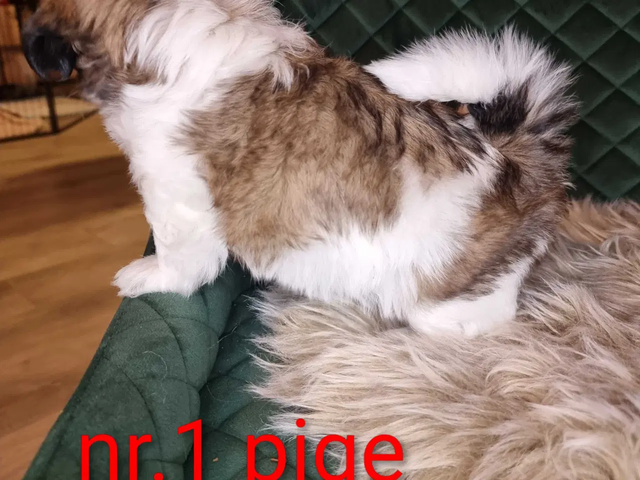 Billede 8 - Shih tzu hvalpe 