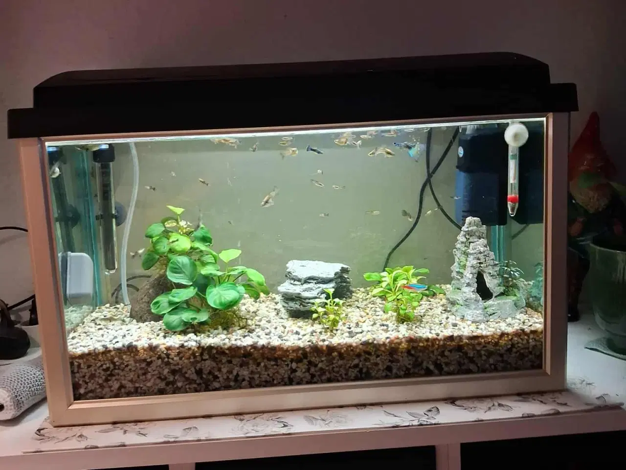 Billede 3 - akvarier med fisk