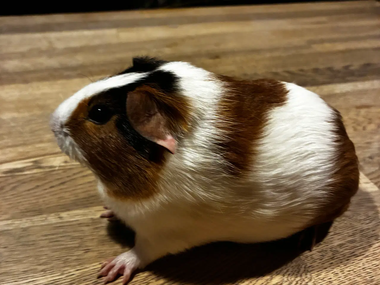 Billede 4 - Marsvine unge