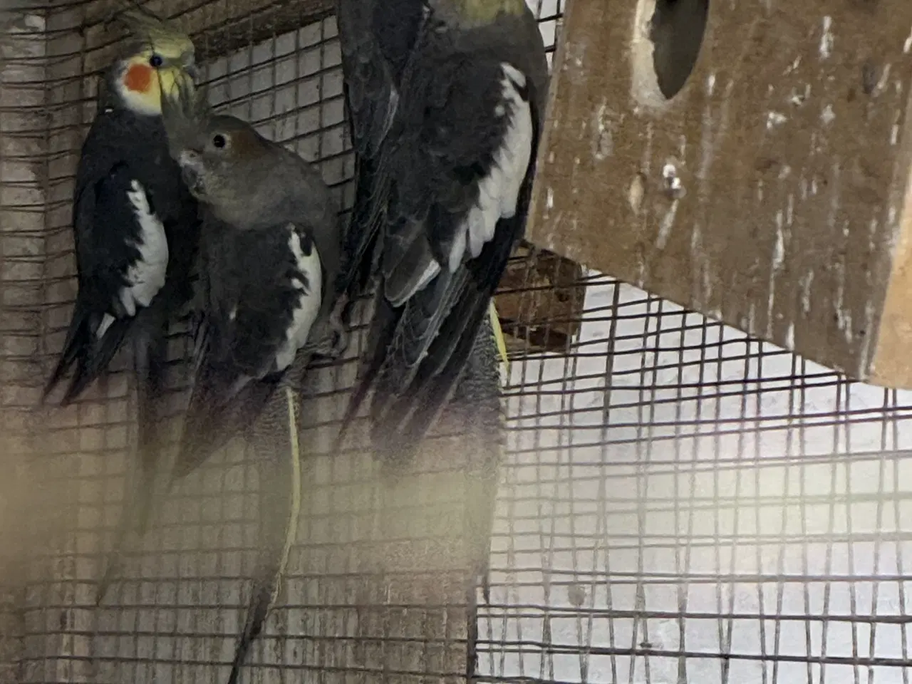 Billede 3 - Nymfeparakitter