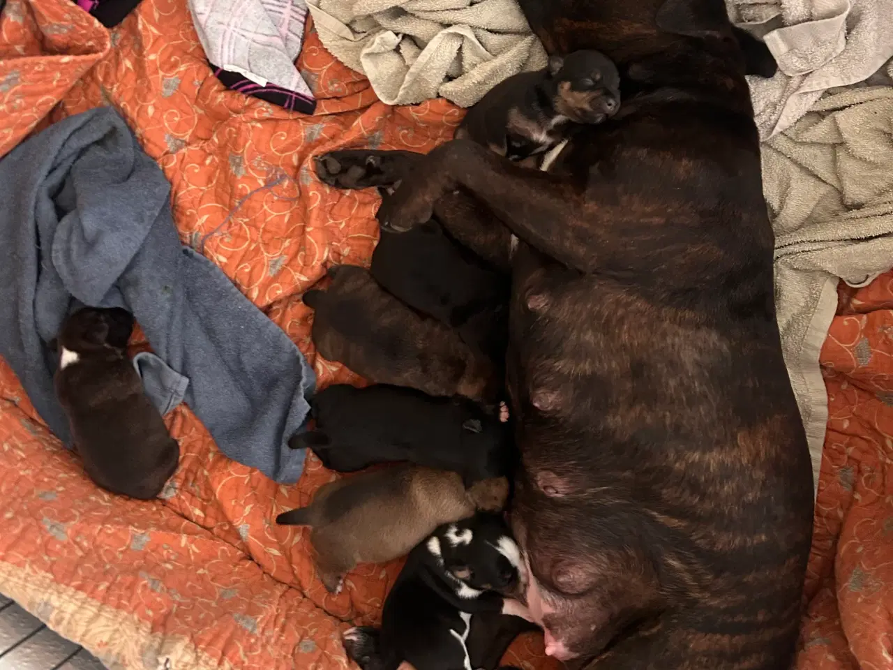 Billede 9 - Engelske stafford Bull terrier stadfy