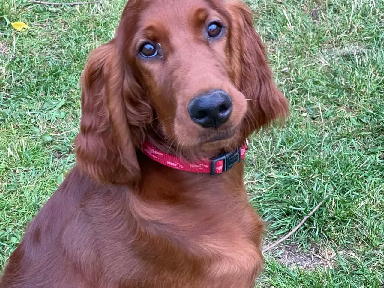 Billede 7 - 🐾 Smukke Lady – Ægte Irsk Setter fra udstillingsl