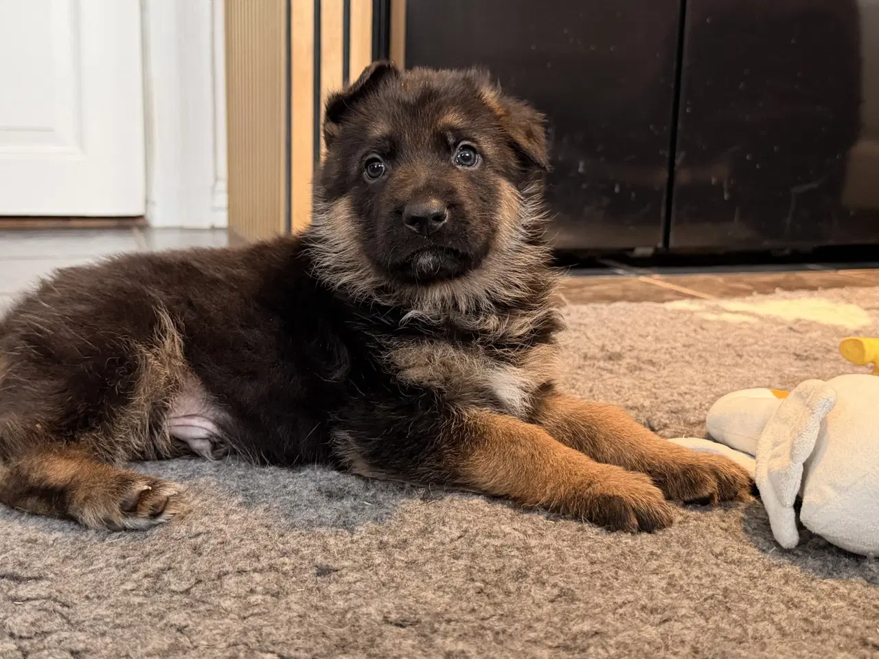 Billede 14 - Schæferhvalpe med stamtavle