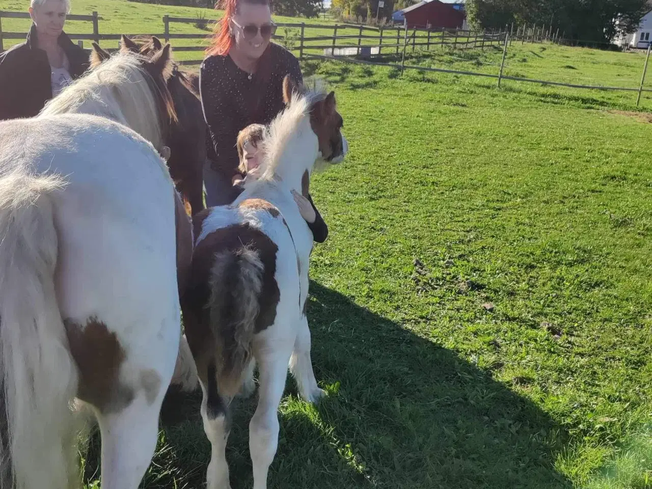 Billede 6 - Mini irish cob 