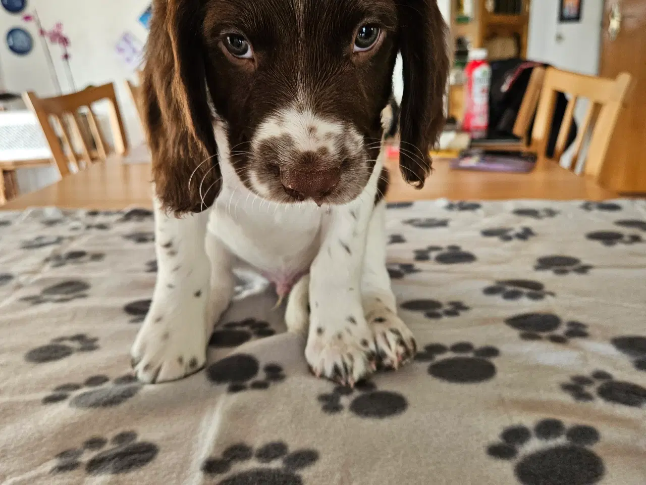 Billede 3 - FT Springer spaniel hvalpe