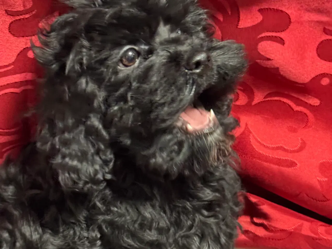 Billede 4 - Cavapoo hvalpe