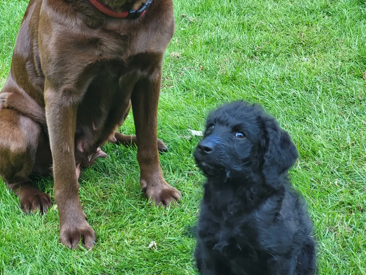 Billede 3 - Labradoodle hvalp 