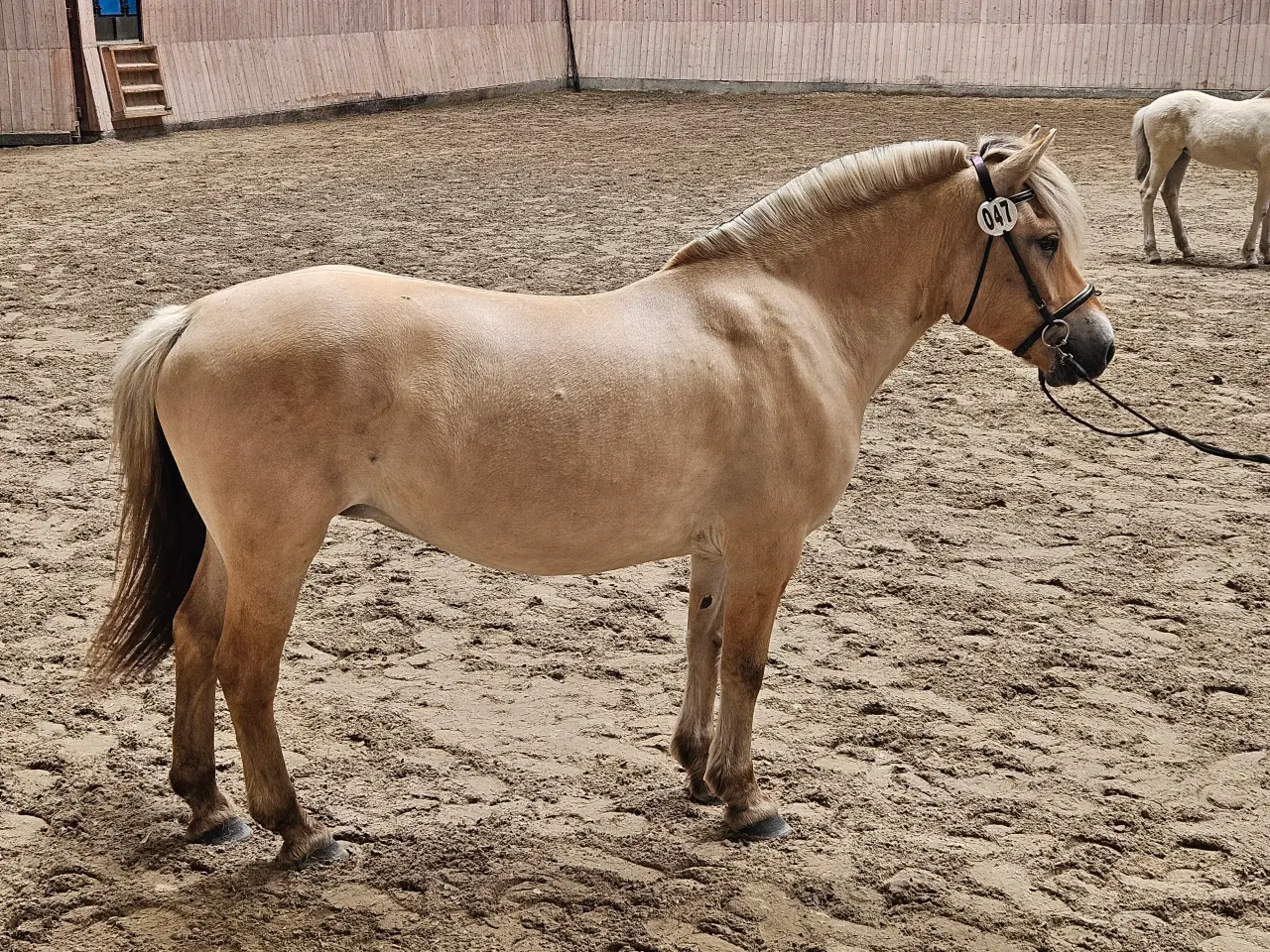 Billede 1 - Fjordhest hoppe på 6 år 