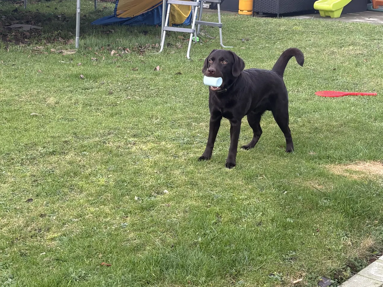 Billede 1 - Brun labrador hund