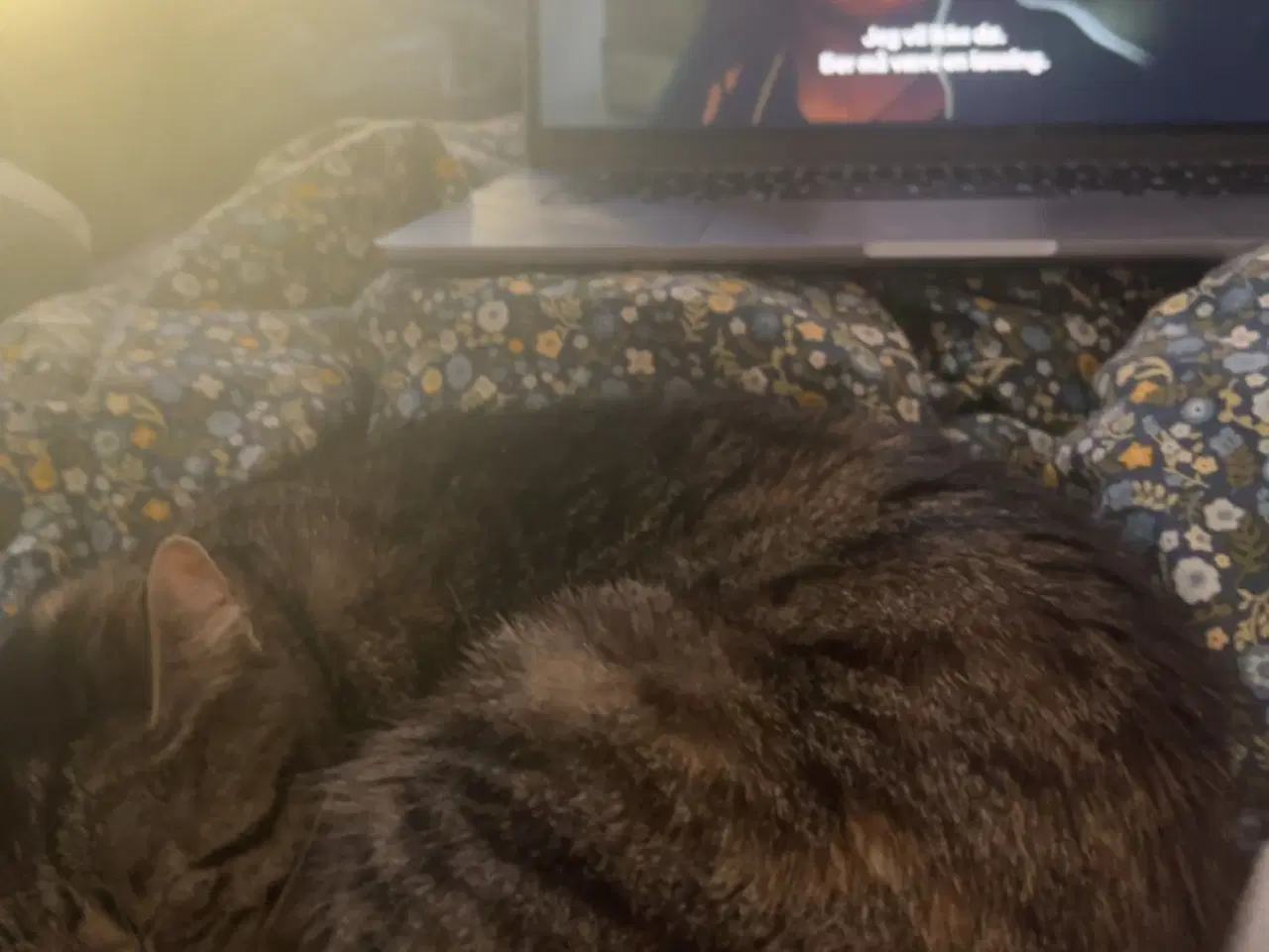 Billede 1 - Hun katte