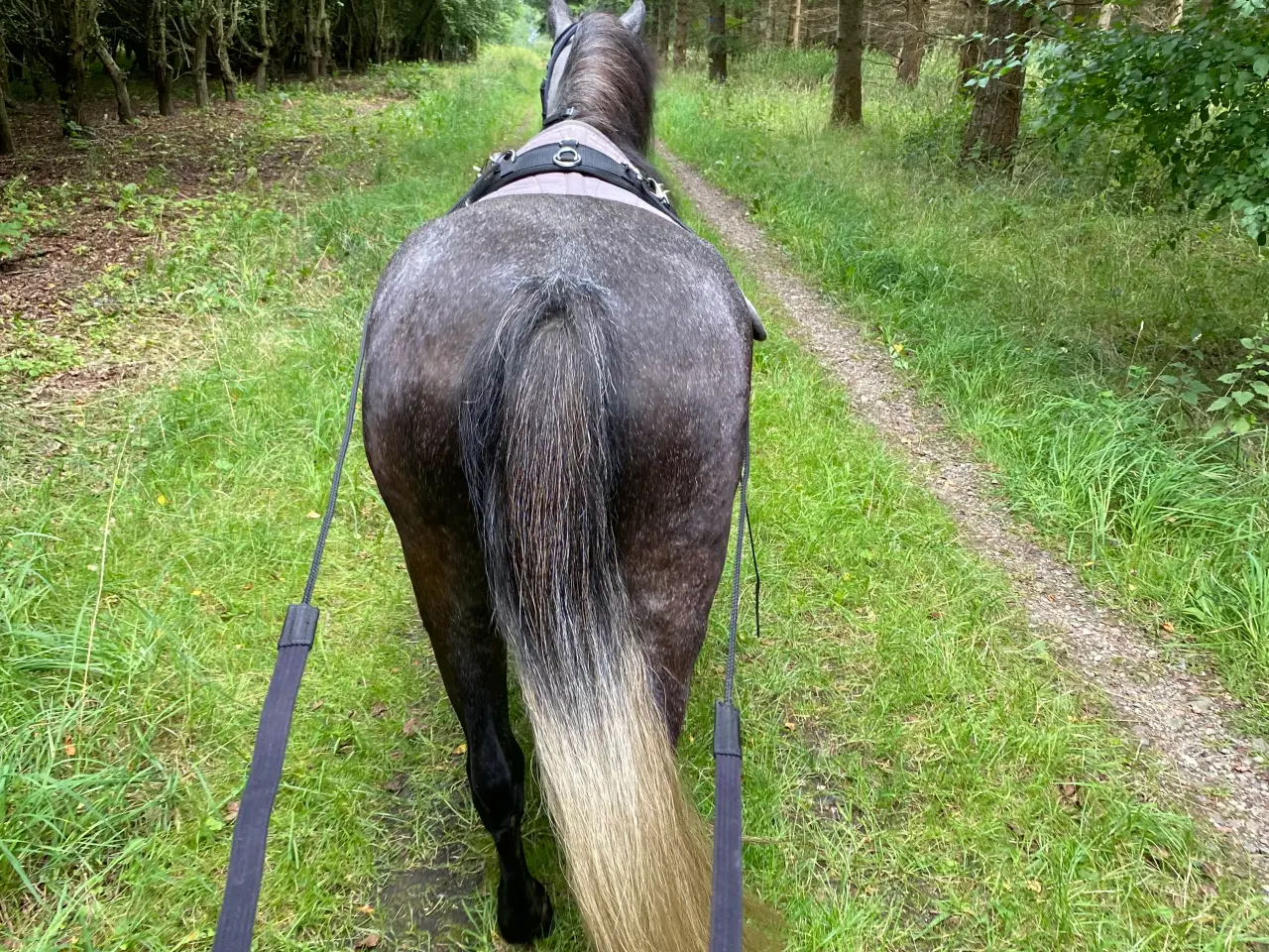 Billede 8 - Jake LF – 6 års Dartmoor vallak (ca. 126 cm)