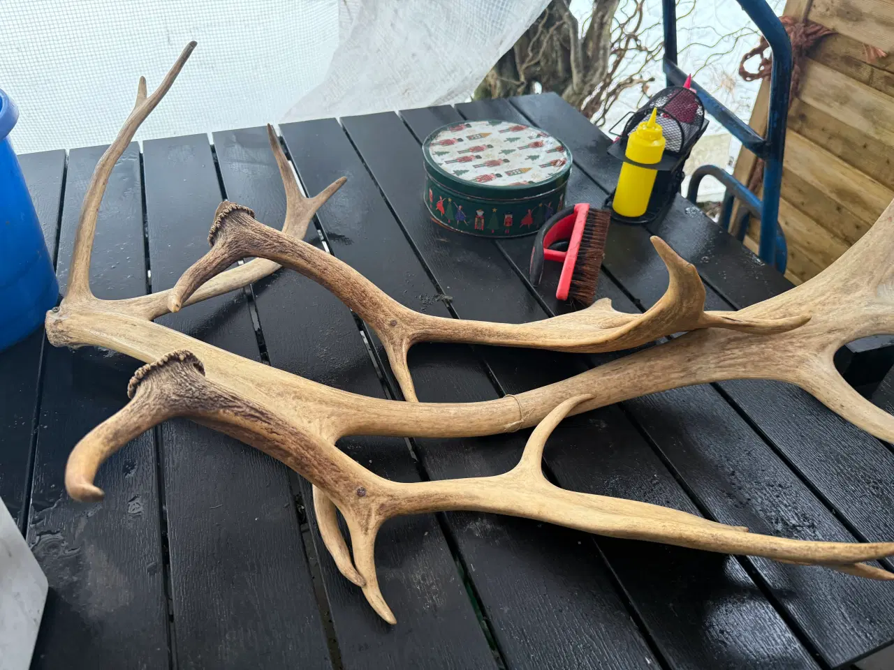 Billede 2 - Rådyr gevir til pynt