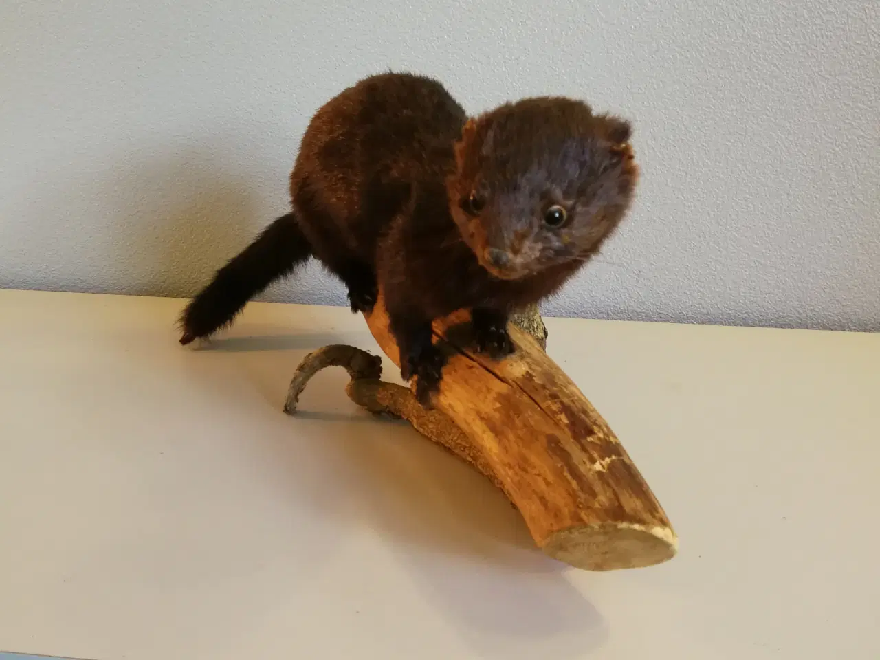 Billede 2 - Udstoppet mink (?)