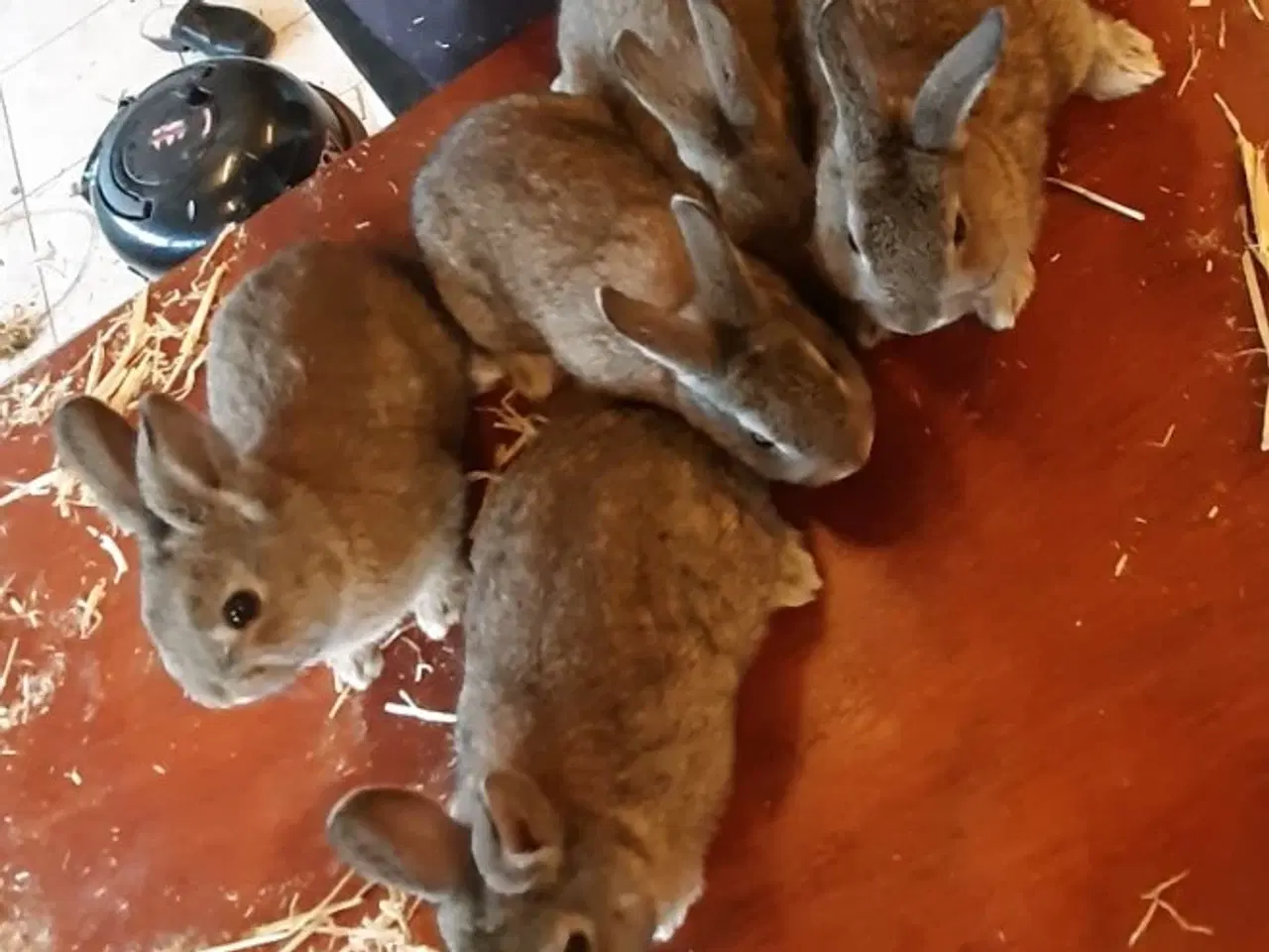 Billede 2 - Hermelin/dværg kaninunger til salg