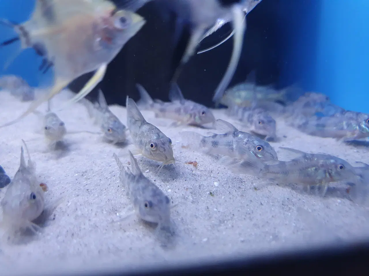 Billede 13 - Plettet pansermaller (Corydoras paleatus)