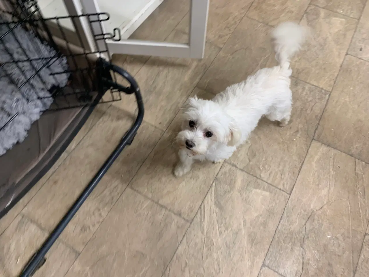 Billede 13 - Ægte mini malteser babyer