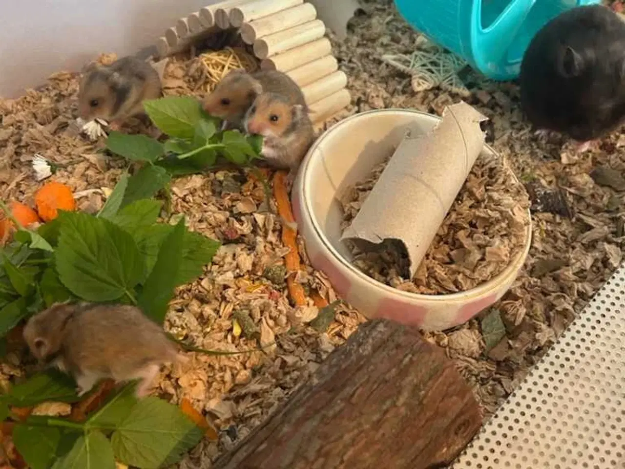 Billede 6 - Guldhamster 