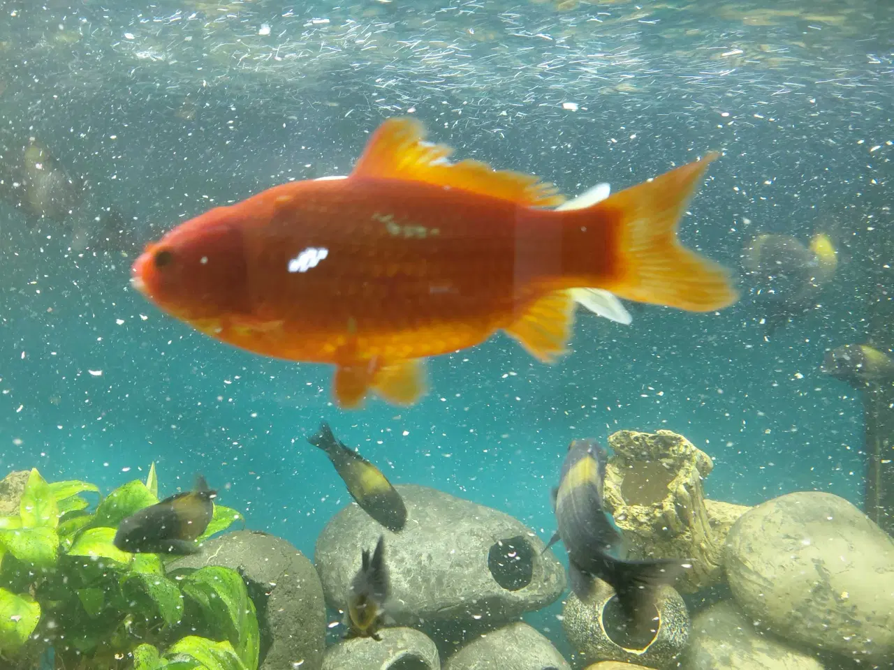 Billede 4 - guldfisk
