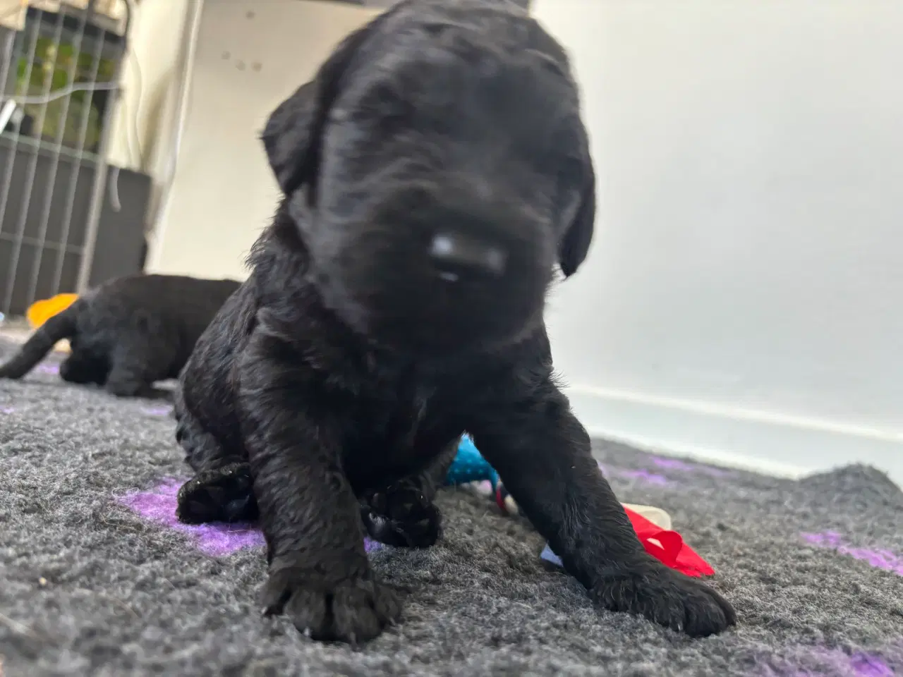 Billede 7 - Labradoodle goldendoodle doodle hvalpe 