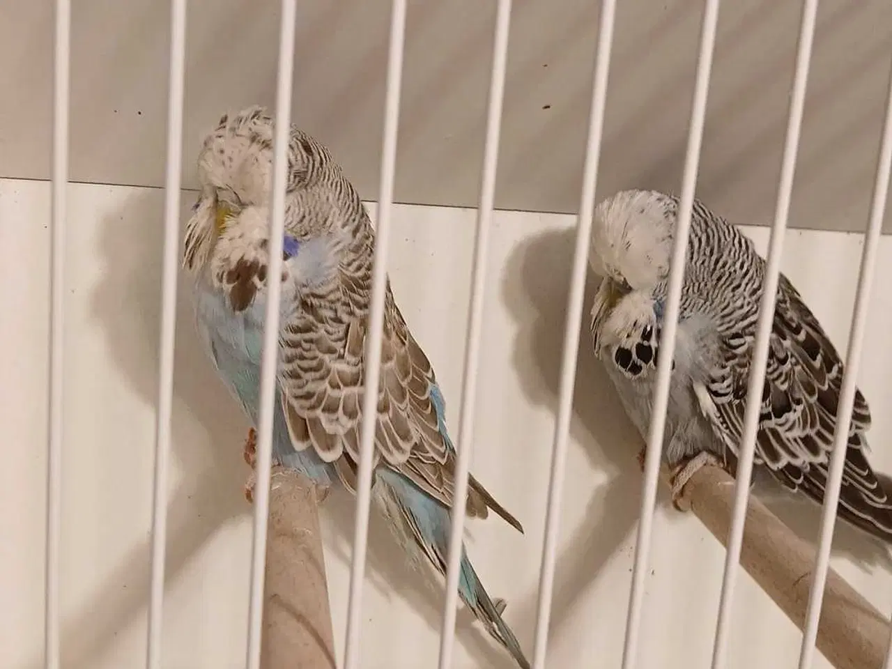 Billede 8 - 9 engelske undulater 