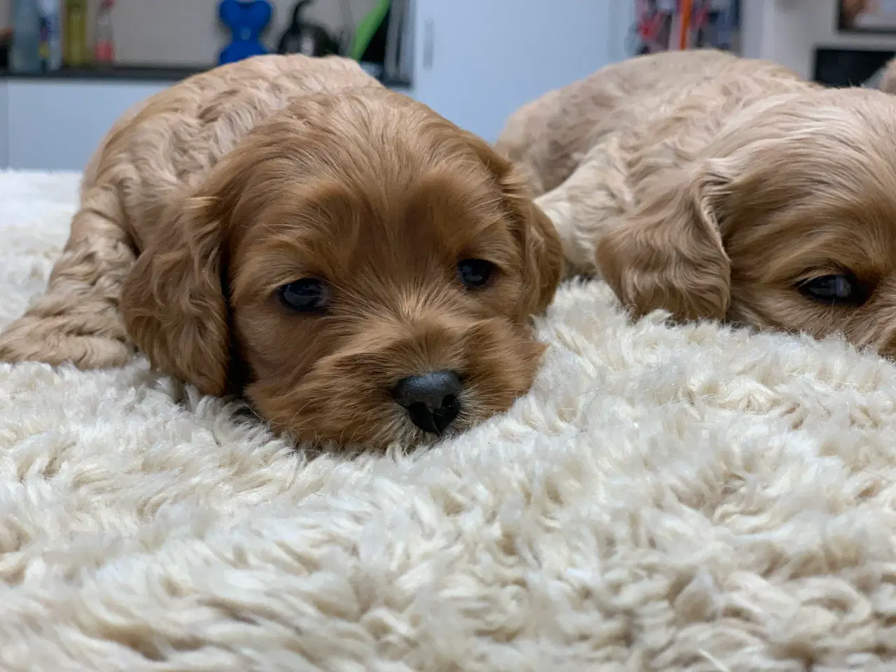 Billede 7 - Cockerpoo babyer 