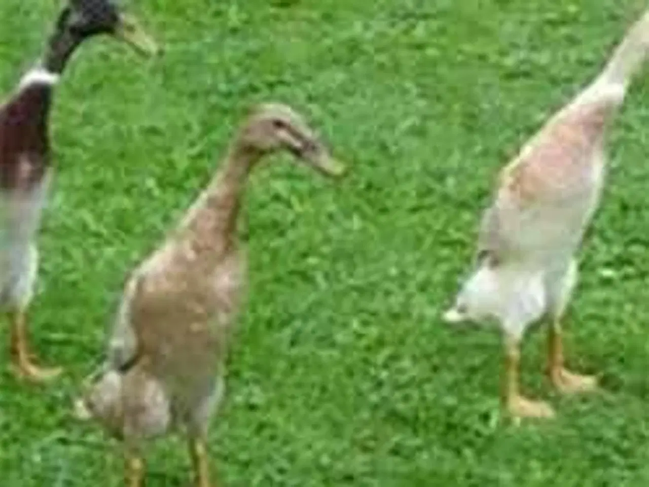 Billede 1 - Løbeænder 14 dage gammel 