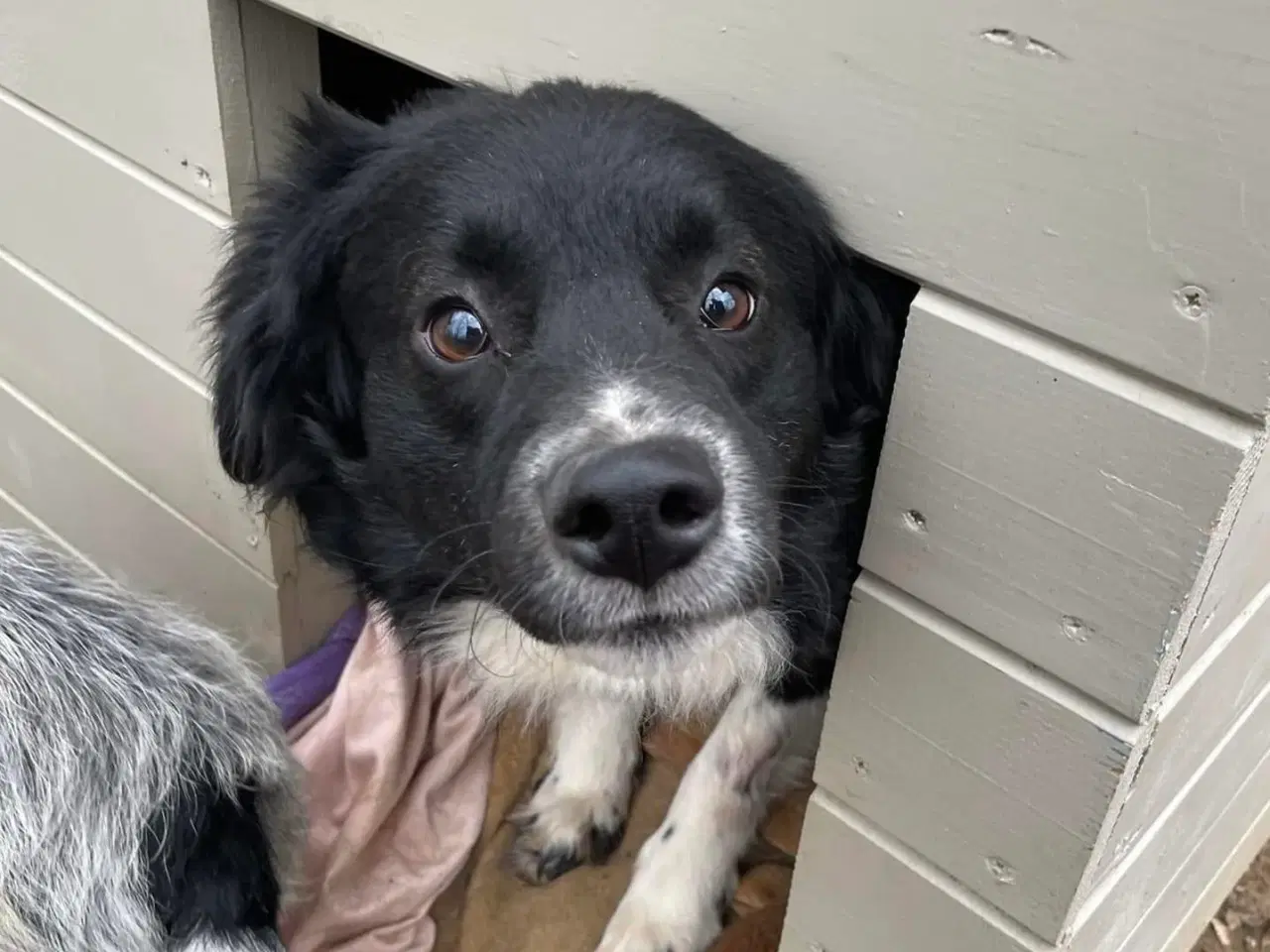 Billede 1 - Vax søger en familie❤️