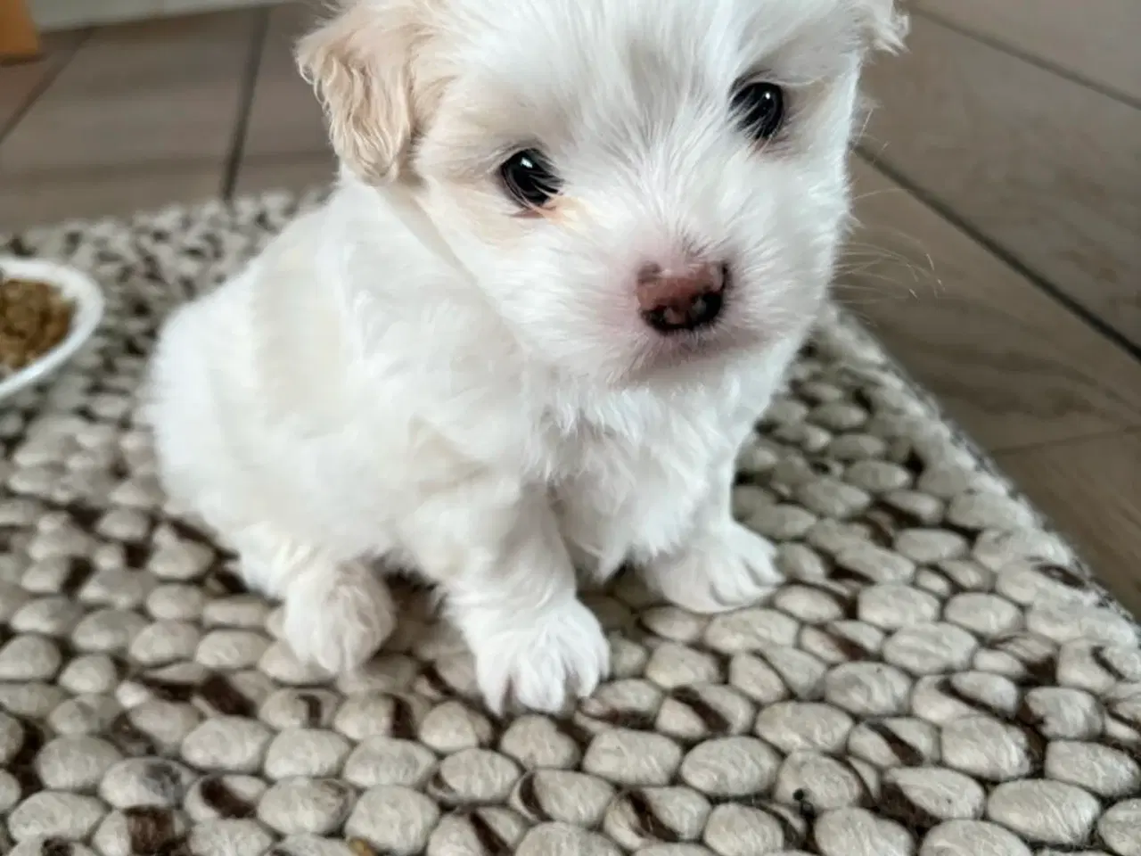 Billede 1 - Hundehvalp boomer (shih szu & Malteser). 