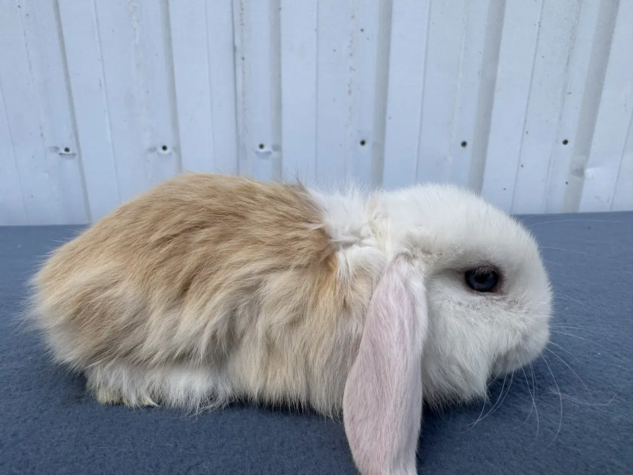 Billede 3 - Dværgvædder hunkanin