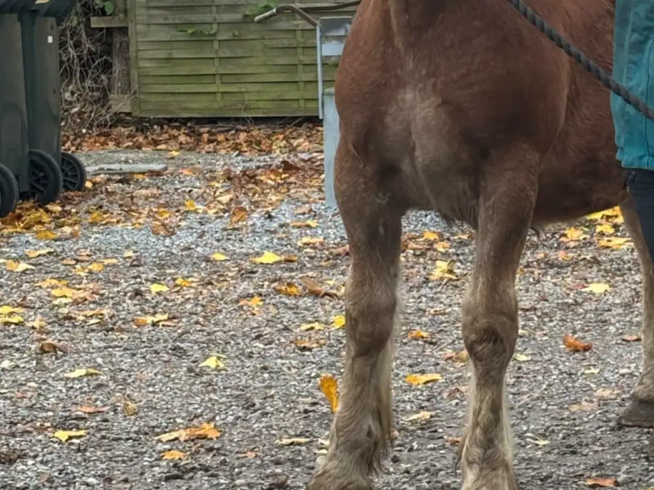 Billede 2 - Jydsk hest- hingstføl. 