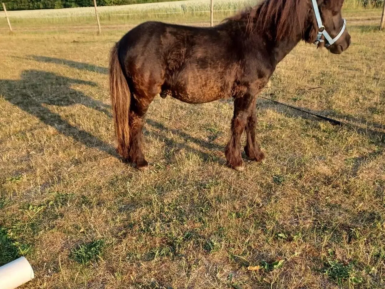 Billede 2 - Shetlænder hingst 