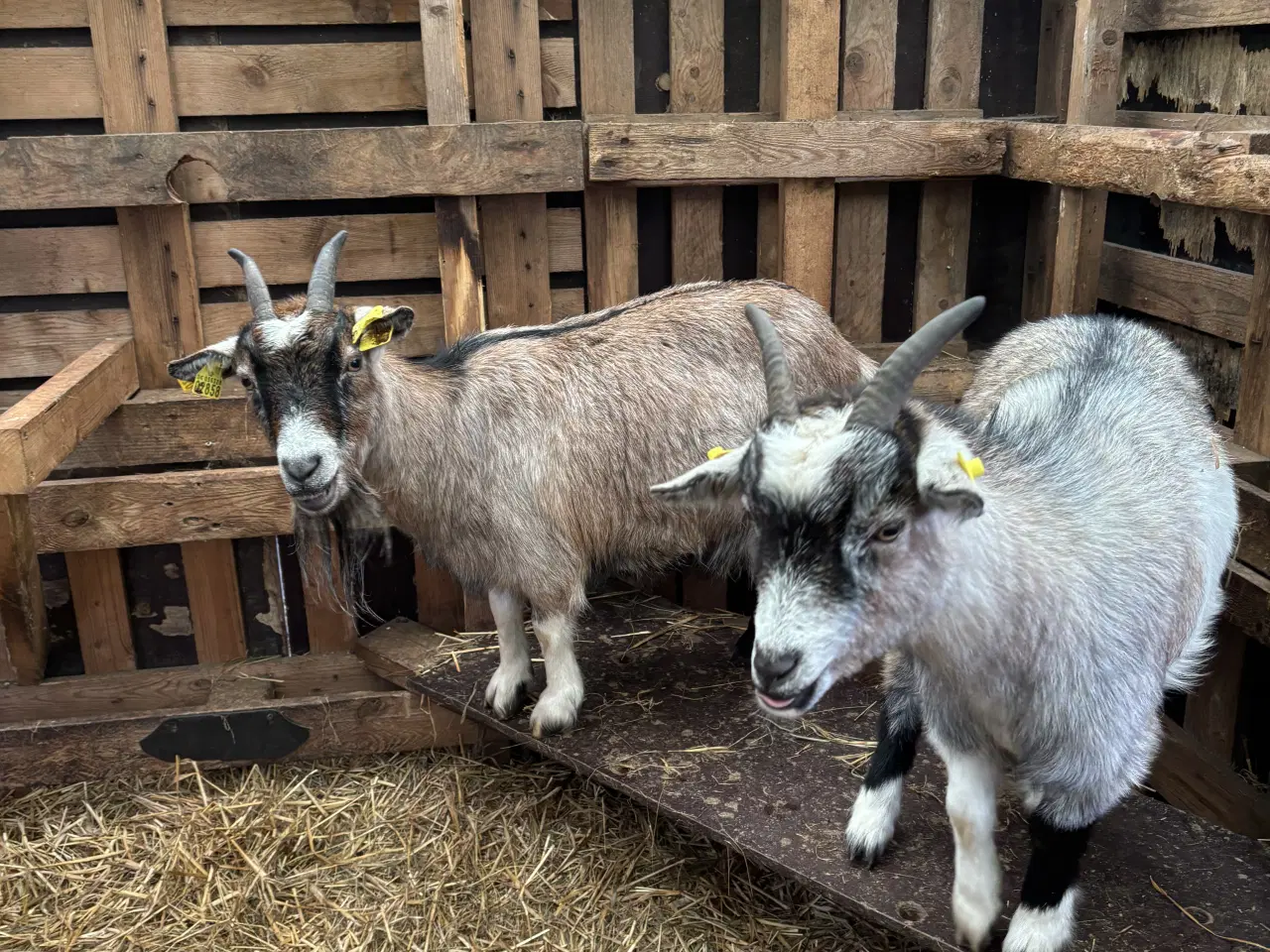 Billede 8 - Fire søde geder