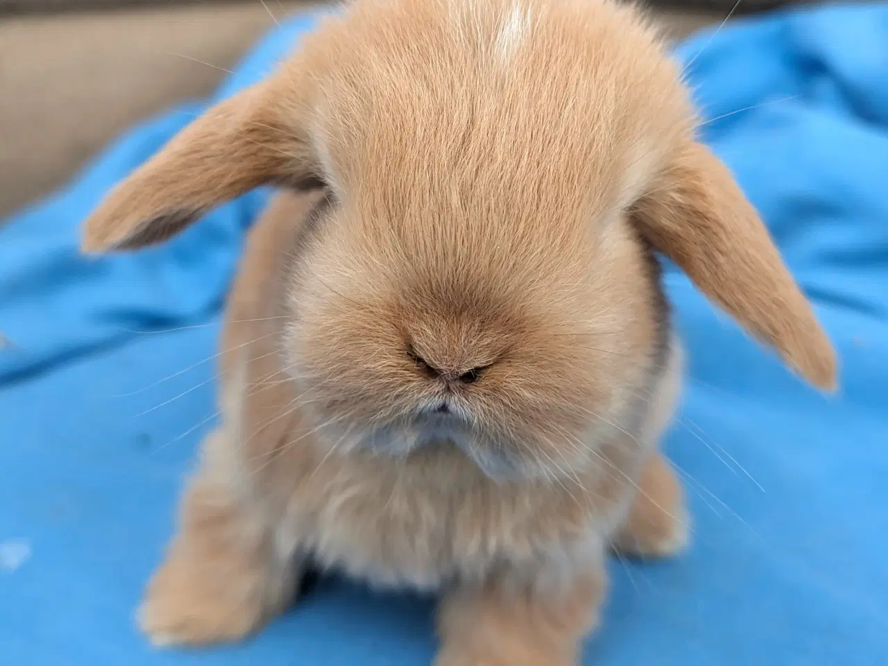 Billede 6 - Minilop kaninunge sælges