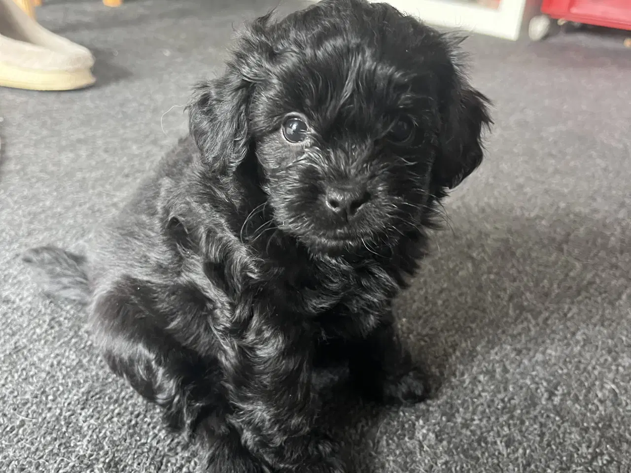 Billede 2 - Skønne Puddelblandinger💗