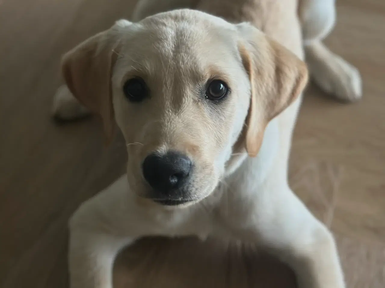 Billede 3 - Gul labrador hanhund