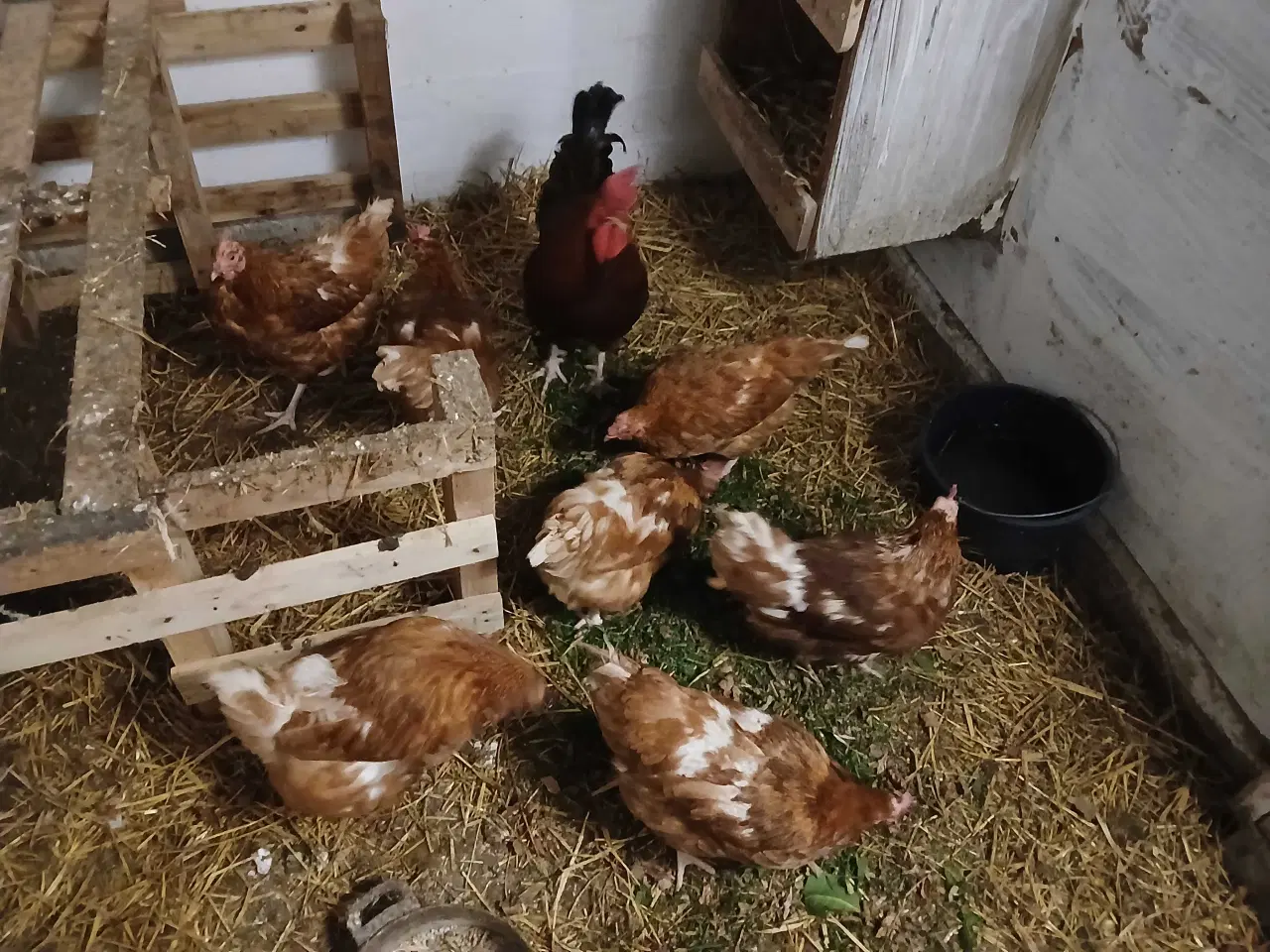 Billede 2 - 6 styk 1 års gode høns til salg 35 kr pr styk 