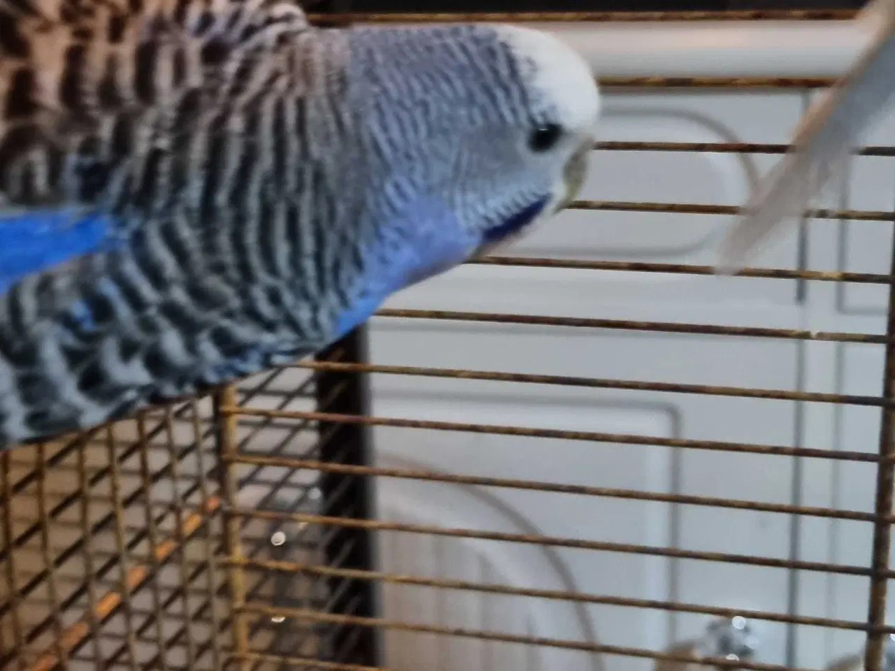 Billede 3 - 4 undulater 