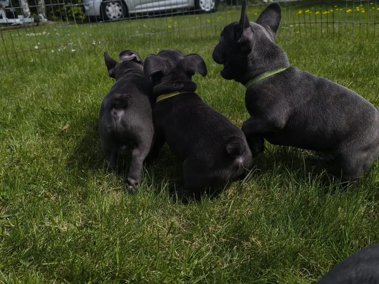 Billede 6 - DK FINESTE FRANSKEBULLDOG HVALPE I BLÅ FARVE