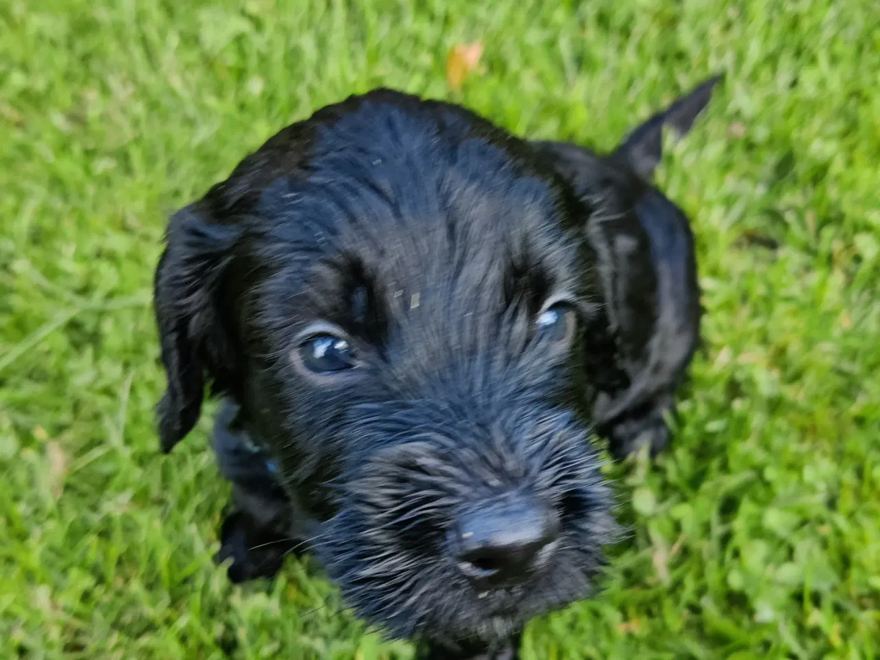 Billede 3 - Cockapoo hvalpe F1